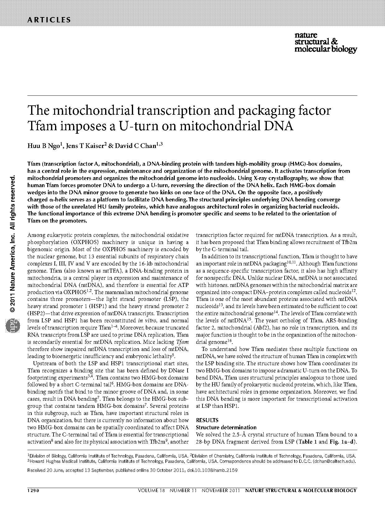 mitochondrial transcription factor b